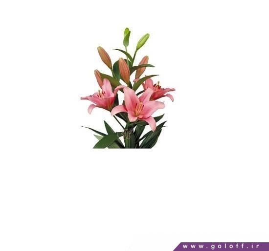 فروش آنلاین گل - گل لیلیوم اورینتال اونتورا - Lilium oriental | گل آف